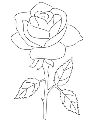 Ручная роспись роза Красная роза Яркие цветы цветы PNG , Нарисованная,  Цветочная иллюстрация, Красная роза PNG картинки и пнг PSD рисунок для  бесплатной загрузки