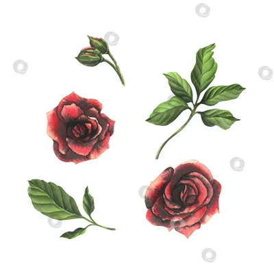 Красная роза нарисованная рукой свежая Иллюстрация штока - иллюстрации  насчитывающей лепесток, листья: 114899683
