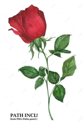 Нарисованная роза фото фотографии