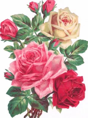 Изолированная красная роза нарисованная рукой Иллюстрация штока -  иллюстрации насчитывающей дом, эскиз: 113695674