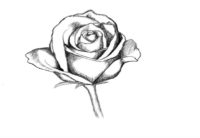 Садовые розы Цветочный дизайн Акварельная живопись, Раскрашенная вручную  мультипликация, нарисованная вручную, мультипликационный персонаж, цветок,  мультфильм png | Klipartz