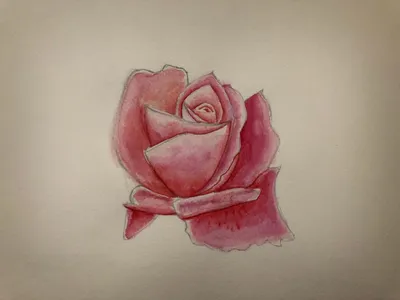 ботаническая акварель красная роза нарисованная от руки изолированный  цветочный Фото Фон И картинка для бесплатной загрузки - Pngtree