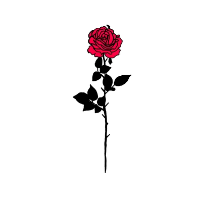 Ручная Нарисованная Розовая Роза Цветок Изолированы На Белом Фоне  Иллюстрация Ботанического Вектора — стоковая векторная графика и другие  изображения на тему Белый - iStock