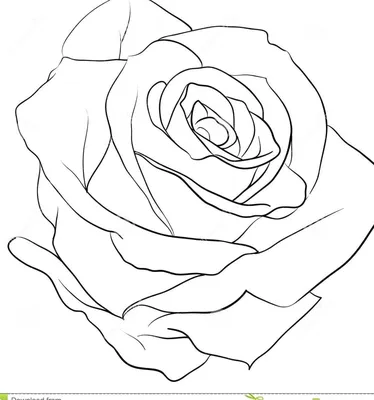 Нарисованная рукой иллюстрация цветка красной розы изображение_Фото номер  611392102_PSD Формат изображения_ru.lovepik.com