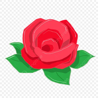Красная роза нарисованная рукой на белой предпосылке Стоковое Фото -  изображение насчитывающей чертеж, картины: 33558118