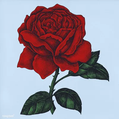 Роза, нарисованная водяным цветом, изолированная на белом фоне Отдельная  роза Иллюстрация штока - иллюстрации насчитывающей кровопролитное,  средства: 157570919
