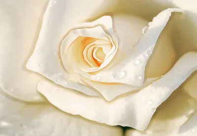 Красивая нарисованная роза на цветном фоне, крупный план :: Стоковая  фотография :: Pixel-Shot Studio