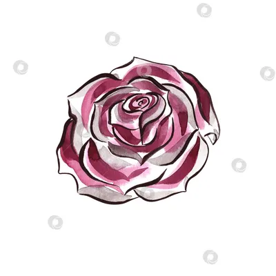 Нарисованная рукой белая роза акварели чувствительная Иллюстрация штока -  иллюстрации насчитывающей рука, праздник: 97864679