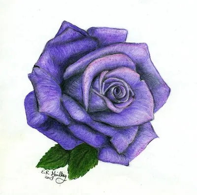 Красивая нарисованная роза на белом фоне :: Стоковая фотография ::  Pixel-Shot Studio