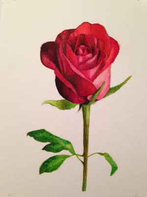 Роза нарисованная рукой, стиль Etch, розы и листья на Engravin Иллюстрация  штока - иллюстрации насчитывающей рука, декоративно: 108411160