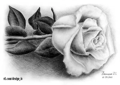 Ручная Нарисованная Оранжевая Роза Цветок Изолированы На Белом Фоне  Иллюстрация Ботанического Вектора — стоковая векторная графика и другие  изображения на тему Белый - iStock