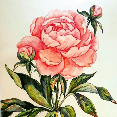 Розовые пионы, нарисованные на спине…» — создано в Шедевруме