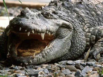 Наркотик крокодил – жизнь на 2 года ☆ Наркология «ПНК»