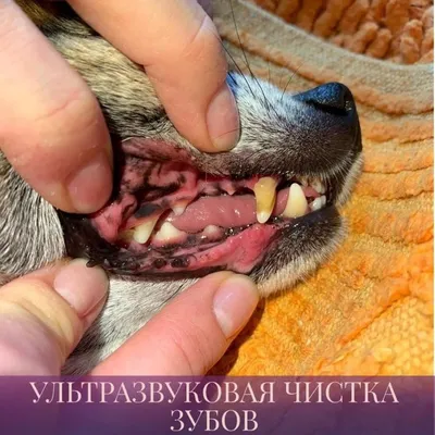 Зубной камень у собак – причины, последствия, профилактика