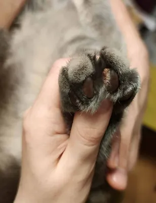 Нарост на пальце у кота - вопрос ветеринару дерматологу [Решено]