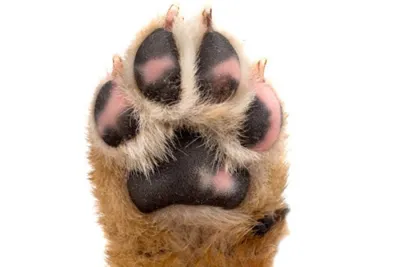 Опухоли пальцев на лапах у собак - Ветеринар-Дерматолог