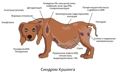 Нарост на собаке (64 фото) - картинки sobakovod.club