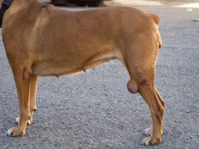 Венерическая саркома у собак - симптомы, лечение, диагностика