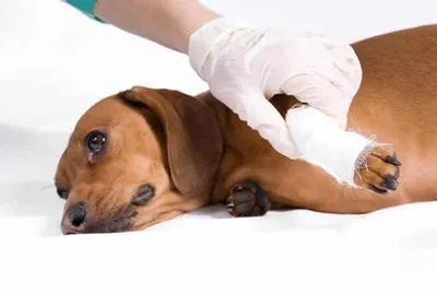 Гистиоцитома у собак — это доброкачественная опухоль