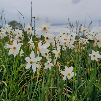 Тур в Закарпатье на цветение Долины нарциссов | Долина нарциссов