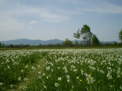 На Хустщине расцветают первые цветы в Долине нарциссов / ФОТО | Голос Карпат