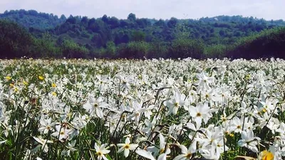 Долина нарцисів біля м. Хуст - як доїхати, фото, відео