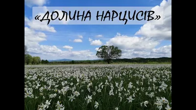 Долина Нарцисів поблизу Хуста на Закарпатті | Karpatium.com.ua
