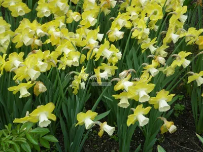 Нарцисс Авалон (Narcissus Avalon) - Луковицы нарциссов - купить недорого  нарциссы в Москве в интернет-магазине Сад вашей мечты