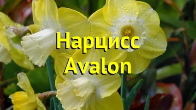 Нарцисс Пассионале 2 шт/уп | «Сад Онлайн»