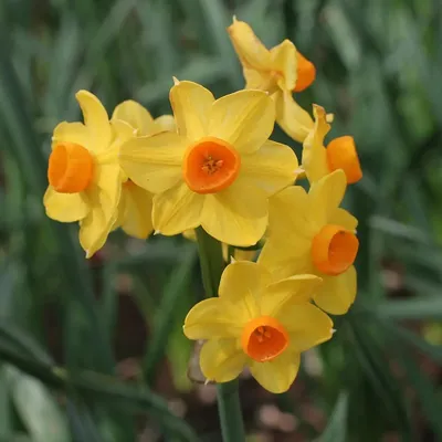 Нарцисс Маунт Худ (Narcissus Mount Hood) - Луковицы нарциссов - купить  недорого нарциссы в Москве в интернет-магазине Сад вашей мечты