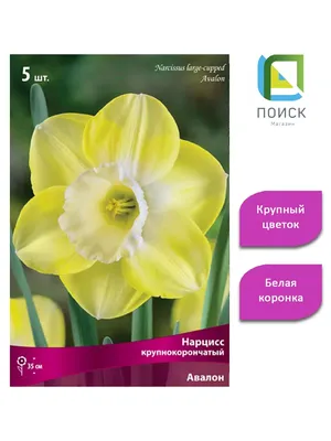 Нарцисс Авалон, р-р 14/16, высота 30 см, 10 шт (2527602) - Купить по цене  от 214.97 руб. | Интернет магазин SIMA-LAND.RU