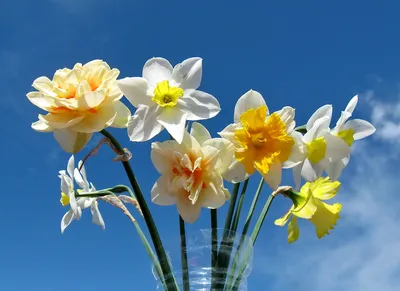 🌱 Нарцисс Yellow cheerfulness по цене от 504 руб: луковицы, саженцы,  рассада - купить в Москве с доставкой - интернет-магазин Все Сорта