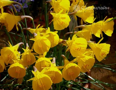 Нарцисс Авалон (Narcissus Avalon) купить луковицы в Москве по низкой цене,  доставка почтой по всей России | Интернет-магазин Подворье