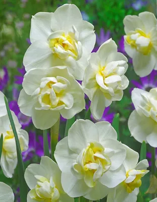 Нарцисс (Narcissus) - «Самые популярные весенние цветы. Нарциссы. Уход и  агротехника. Необычные сорта. » | отзывы