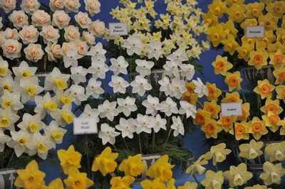 Какие сорта нарциссов покупают сейчас в Matla Flowers для посадки этой  осенью