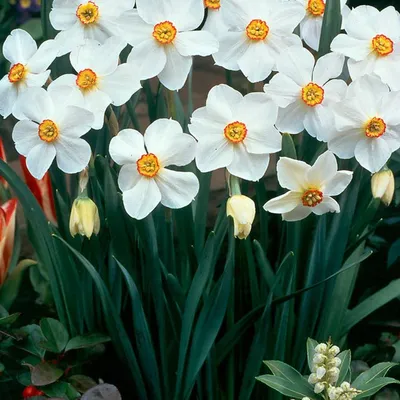 Нарцисс В. П. Милнер (Narcissus W.P. Milner) - Луковицы нарциссов - купить  недорого нарциссы в Москве в интернет-магазине Сад вашей мечты