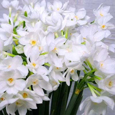 Нарцисс белый фото