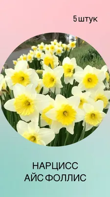 Нарцисс Оранжери (Narcissus Orangery) - Луковицы нарциссов - купить  недорого нарциссы в Москве в интернет-магазине Сад вашей мечты