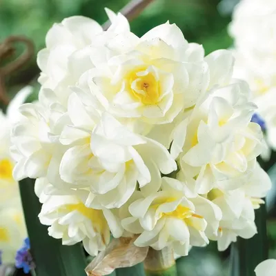 Нарцисс арома Актея (Narcissus Actaea) купить с доставкой по Беларуси  \"BuonRoza \"