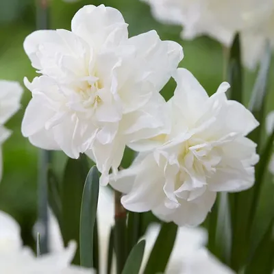 Нарцисс поэтический (Narcissus poeticus) - PictureThis