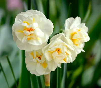 Купить рассаду Нарцисс Актая (Actaea), 75 шт. Рассада цветов с доставкой.