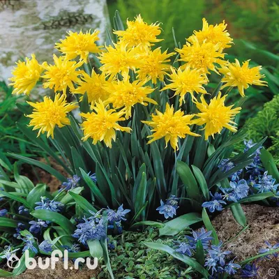 Нарцисс Хромаколор (Narcissus Chromacolor) - Луковицы нарциссов - купить  недорого нарциссы в Москве в интернет-магазине Сад вашей мечты