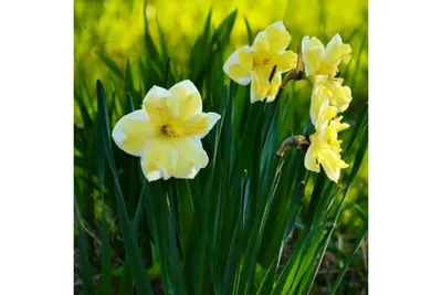 Цветок Нарцисс Нарцисс -это цветок поэтов и весны!!! Stock Photo | Adobe  Stock