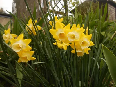 Нарцисс ботанический Микс (Narcissus Botanical Mix) - Луковицы нарциссов -  купить недорого нарциссы в Москве в интернет-магазине Сад вашей мечты