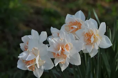 Нарцисс Реплит - Narcissus Replete - фото - выращивание и уход, посадка,  размножение, болезни и вредители, описание - 🌷 Мои цветы