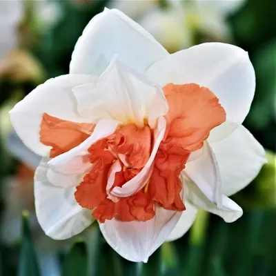 Narcissus polypetal \"Replete\" / Нарцисс махровый \"Реплит\" | Flickr