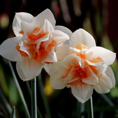 Narcissus polypetal \"Replete\" / Нарцисс махровый \"Реплит\" | Flickr