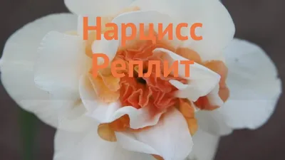 Нарцисс (Narcissus) - «Нарцисс очень красивый цветок, не прихотлив в уходе  и не требует много внимания.» | отзывы