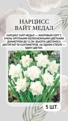 Нарцисс обыкновенный Реплит (nartsiss-replit) 🌿 Реплит обзор: как сажать,  луковицы нарциссы Реплит - YouTube