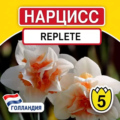 Нарцисс Replete 3шт. в упаковке | Купить саженцы в питомнике Мир Садовод,  Крым